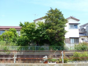 伐採剪定デットスペース
