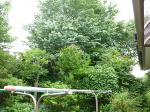 剪定伐採枝おろし