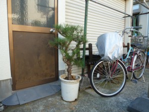 東京、移植、松