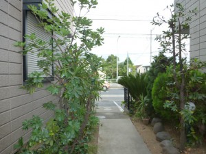 千葉県幕張町、剪定