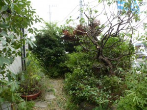 千葉県幕張町、剪定工事