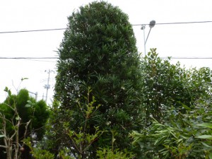 剪定工事、マキロウソク刈込