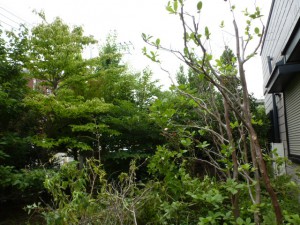 千葉県幕張町、剪定工事