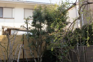 SONY DSC