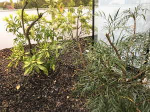 IMG_0968