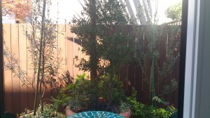 テラポット植栽