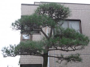 松剪定