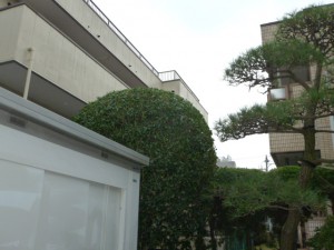 浦安剪定工事