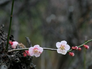 ウメが咲いた